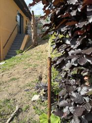 Vorgarten Umbau 4 alt